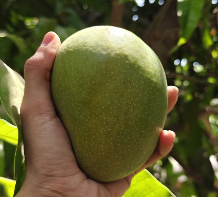 Our Story Giant pure Alphonso