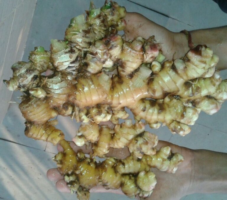 Our Story Fresh Ginger
