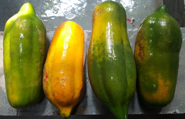 Our Story Fresh Papayas