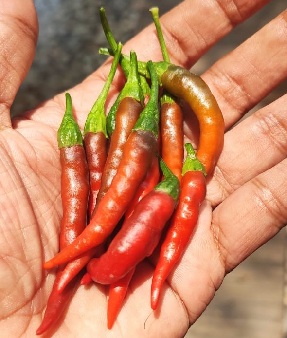 Our Story Hot Chillies