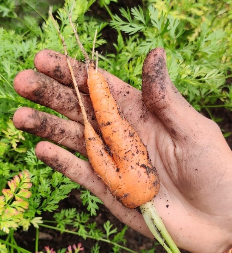 Our Story A forked Carrot!