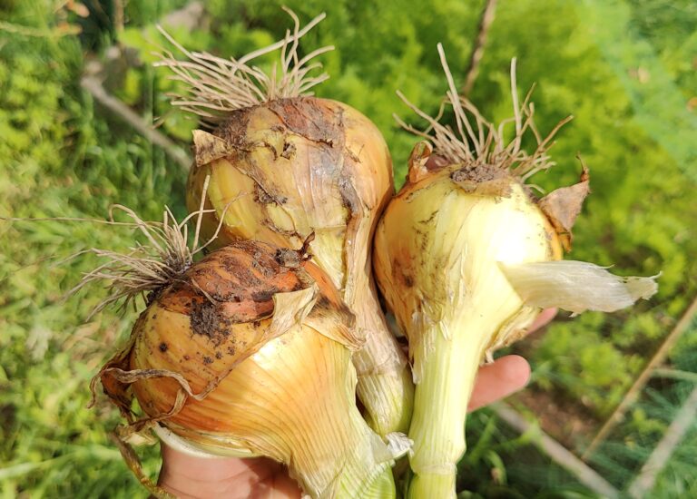 Our Story Large Brown Onions