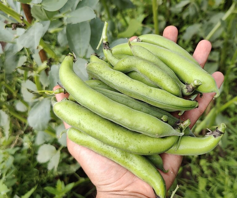 Our Story Freshly picked Broad Beans