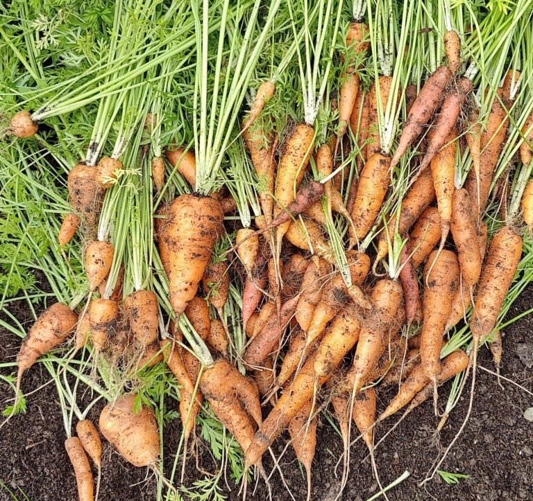Our Story Freshly dug Nantes Carrots