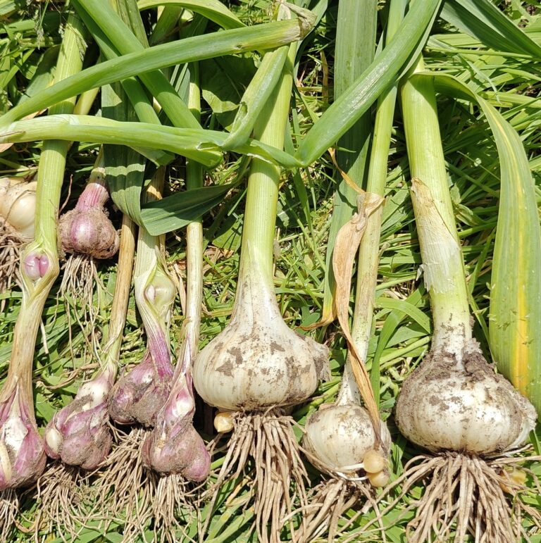 Our Story Fresh Garlic bulbs
