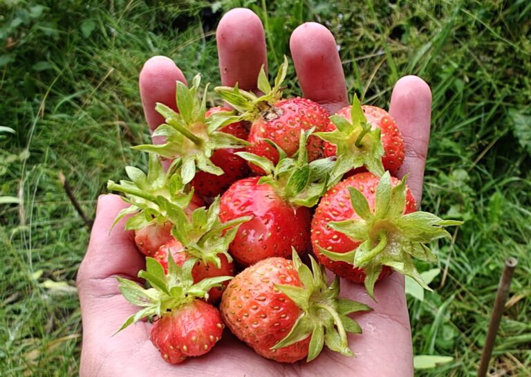 Our Story Delicious Strawberries