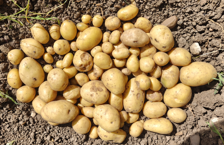Our Story Freshly dug out Potatoes