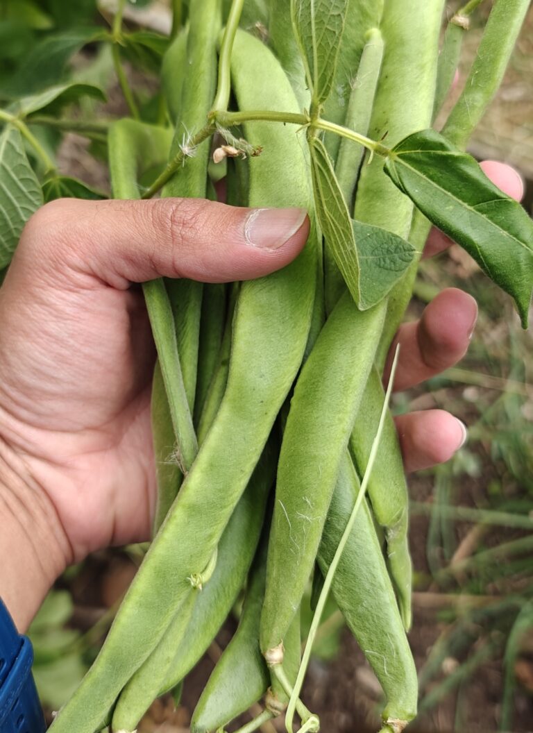 Our Story Runner Beans on the Vine