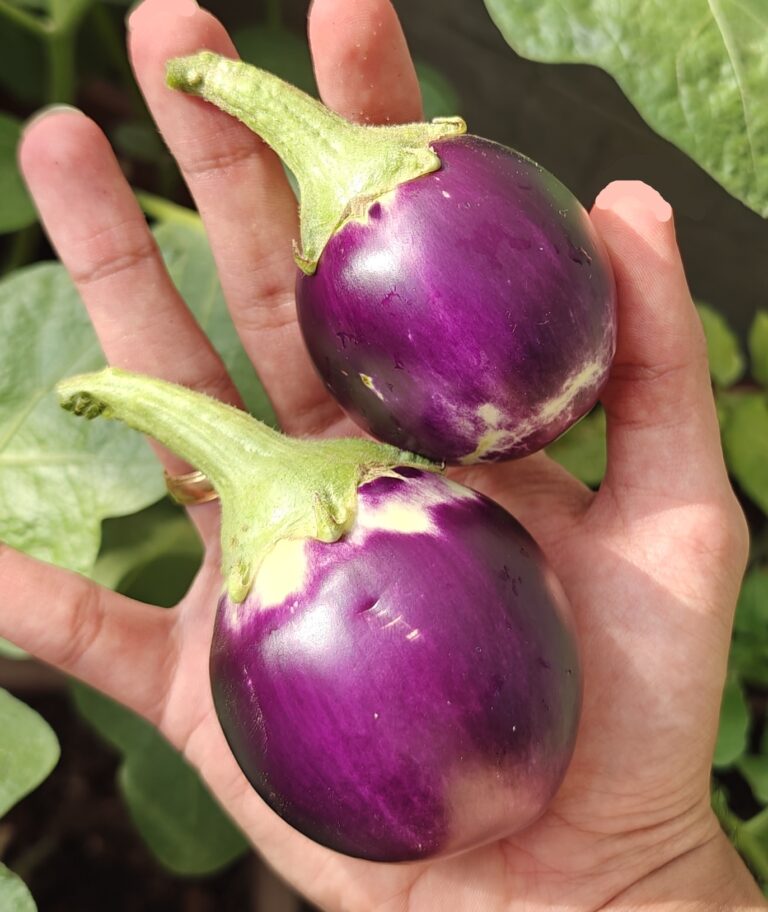Our Story Desi Brinjal