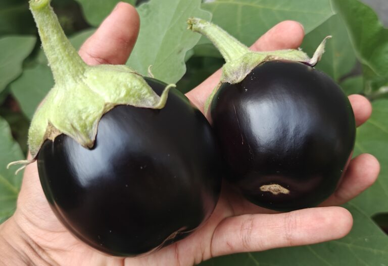 Our Story Black Brinjal