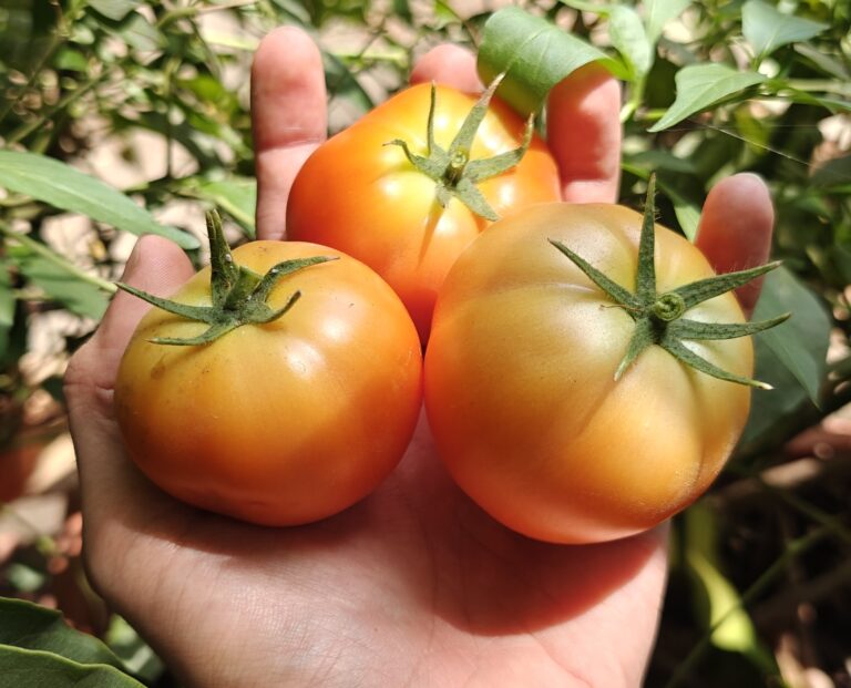 Our Story Fresh Tangy Tomatoes