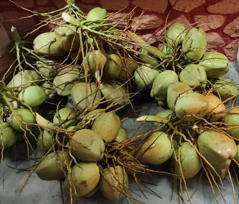 Our Story Massive Coconuts