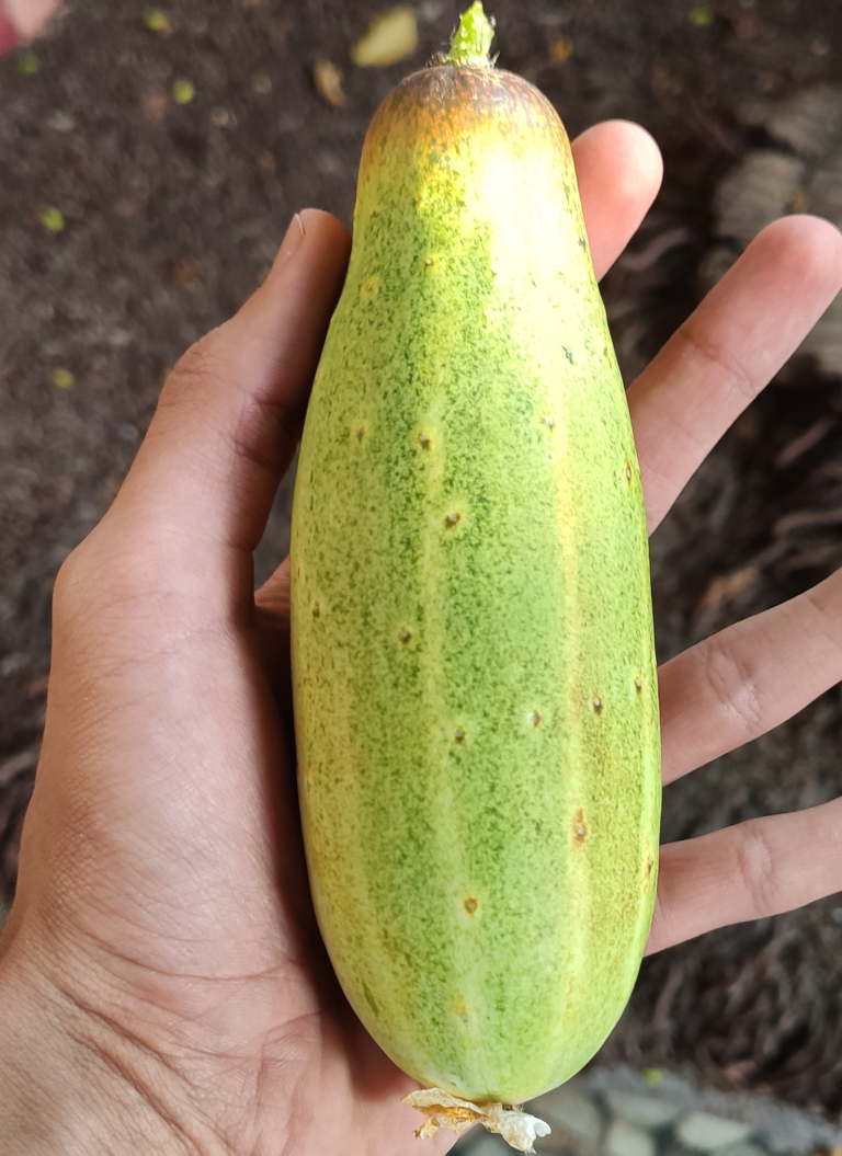 Our Story Refreshing Cucumber