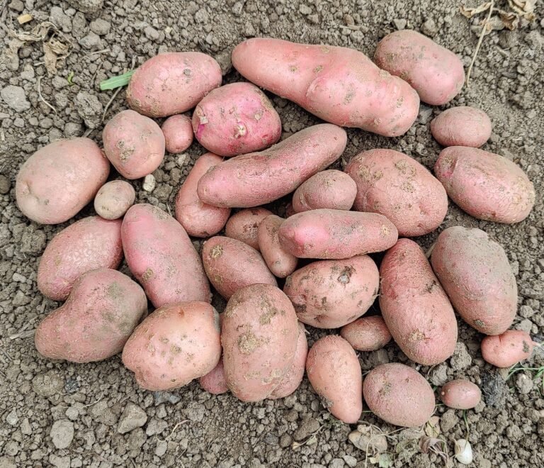 Our Story Fresh Red Potatoes