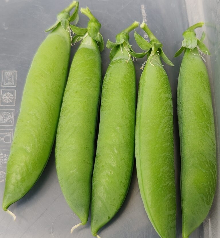 Our Story Sweet Peas