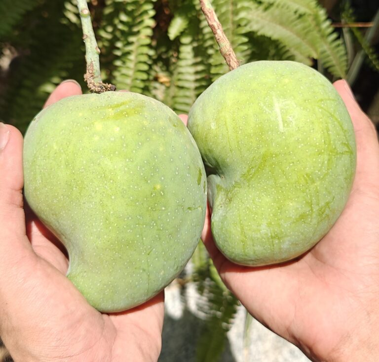 Our Story Cute Alphonso Twins