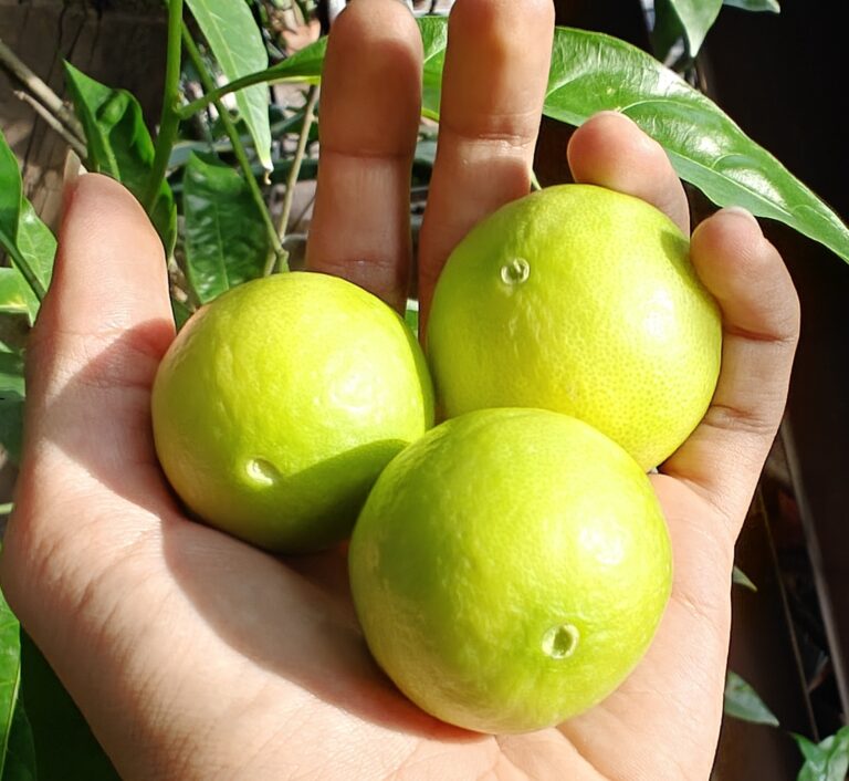 Our Story Refreshing Lemons